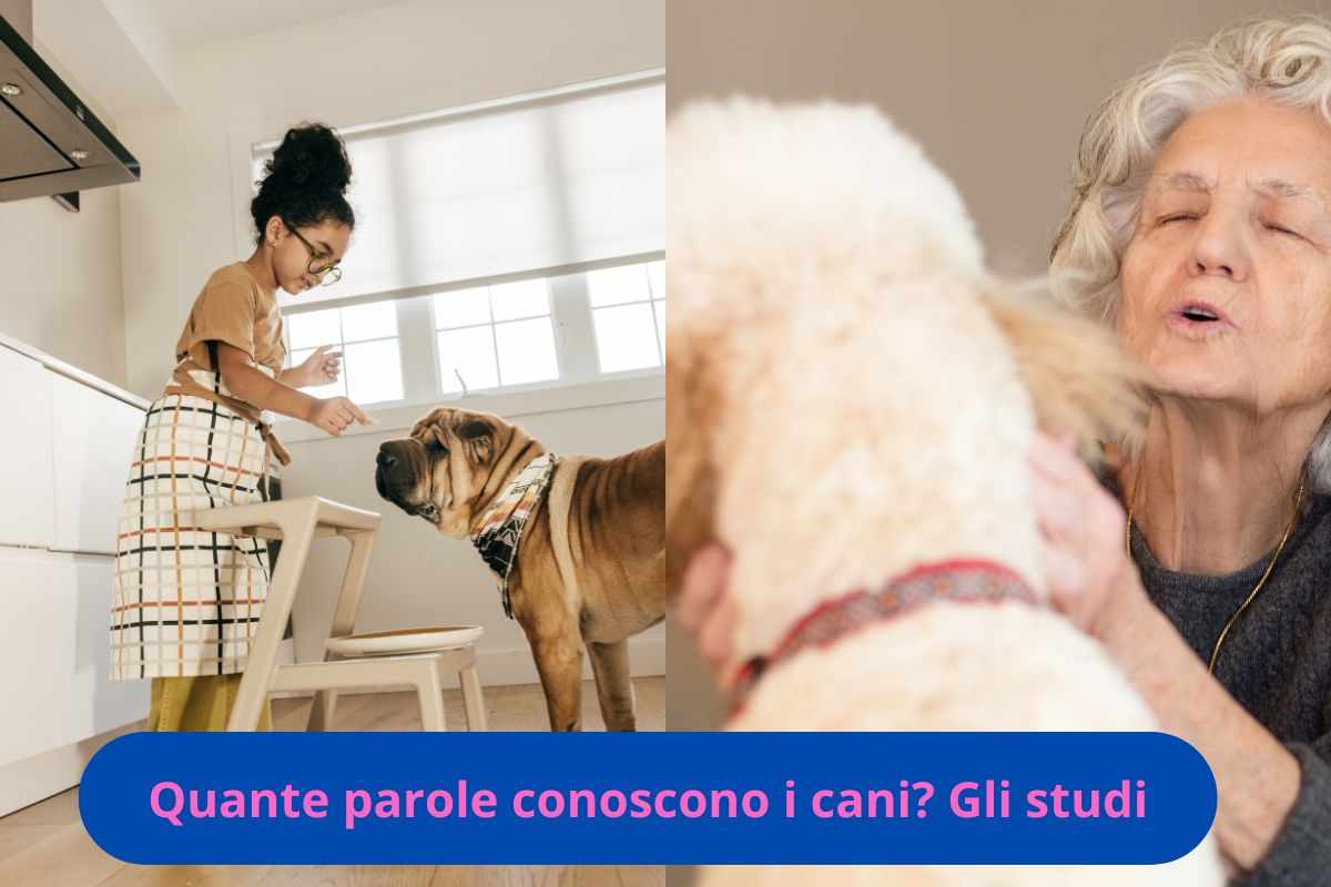 Padroni che parlano ai cani