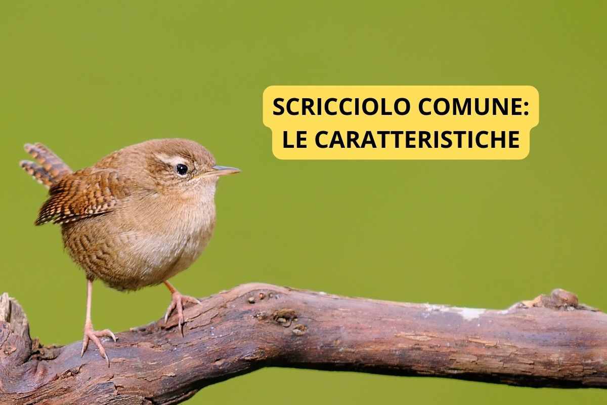 Scricciolo comune con le sue caratteristiche