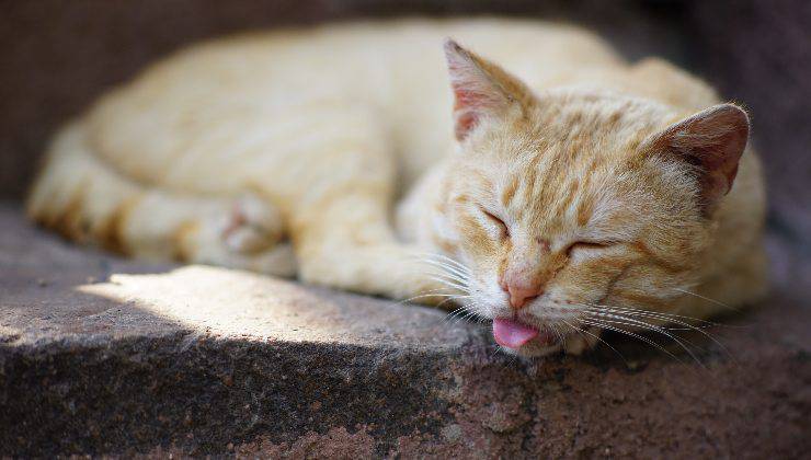 gatto apatico che si è morso la lingua