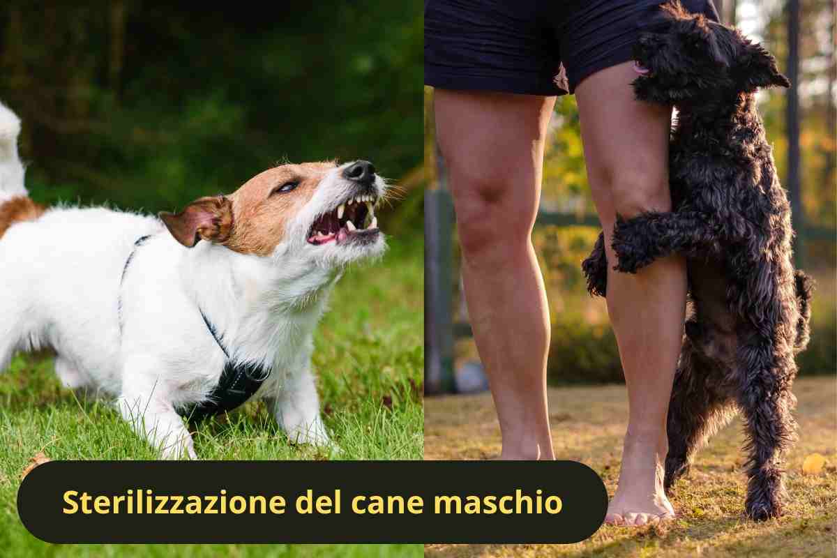 Cane aggressivo e cane che monta la gamba