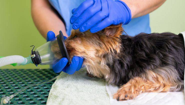 Sedazione del cane