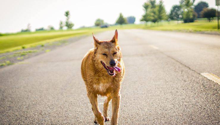 Cane in giro per strada