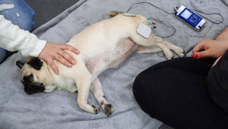 problemi ai muscoli del cane
