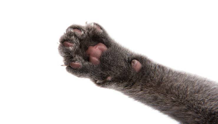 zampa del gatto