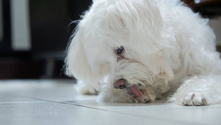 Cane lecca la zampa perché presenta un'infezione