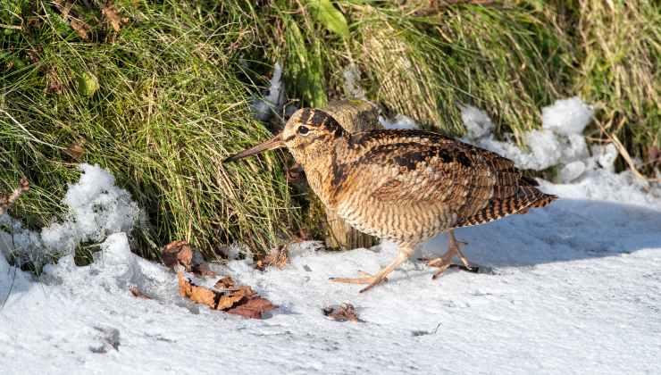 Beccaccia eurasiatica con tutte le sue caratteristiche 