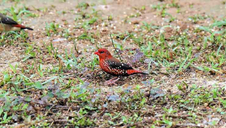 bengalino comune rosso tra uccelli diamantini