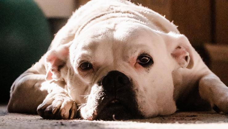 Bulldog americano sul pavimento