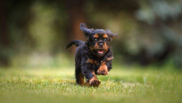 Cucciolo cane abbaia e corre nel prato 