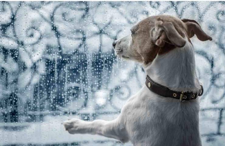 Perché i cani guardano fuori dalla finestra