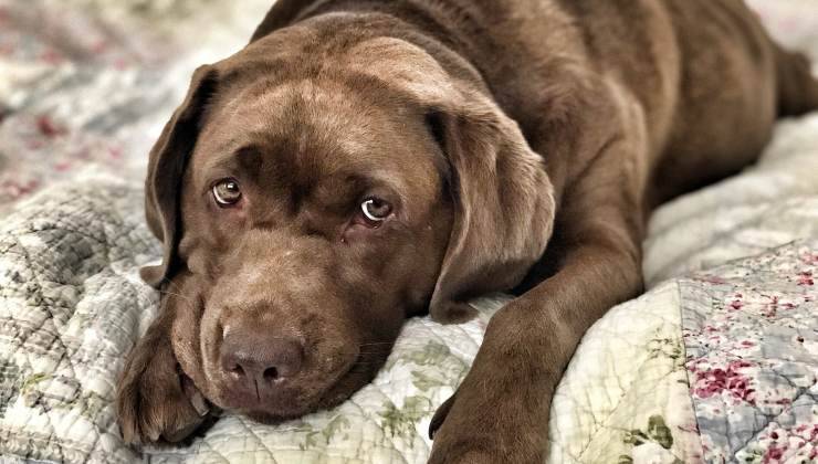 cane assonnato affetto da borsite 