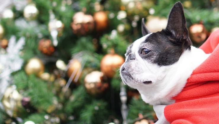 Cane davanti all'albero di Natale