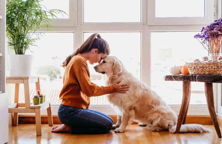Cane guarda fuori la finestra