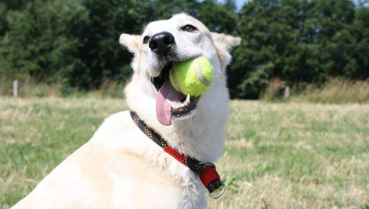 cane gioca con pallina