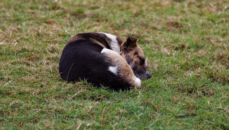 Cane randagio da aiutare