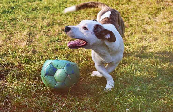 Il tuo cane ringhia se lo accarezzi