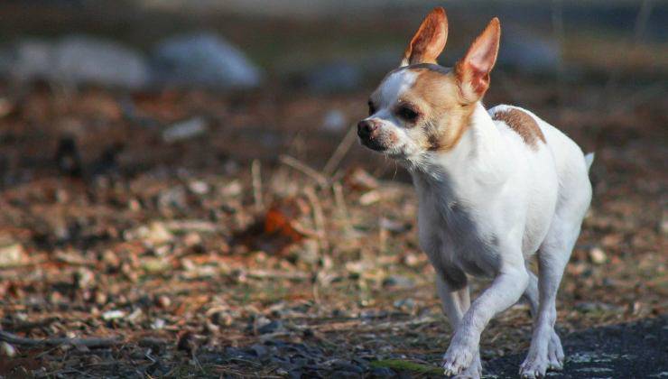 cane zoppica per borsite 