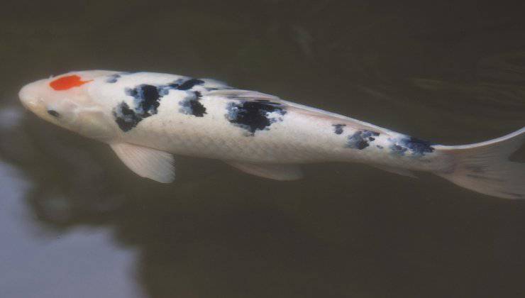Carpa koi dall'alto