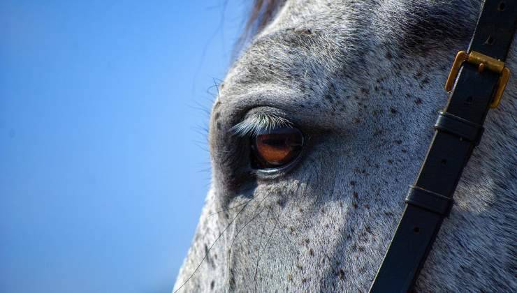 occhi cavallo grigio