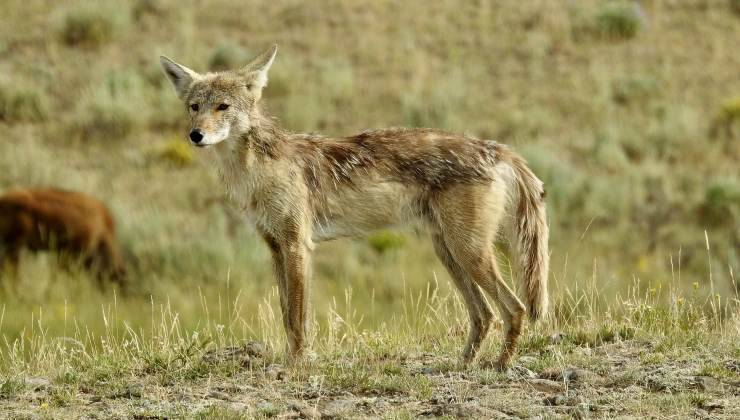 Coyote in natura