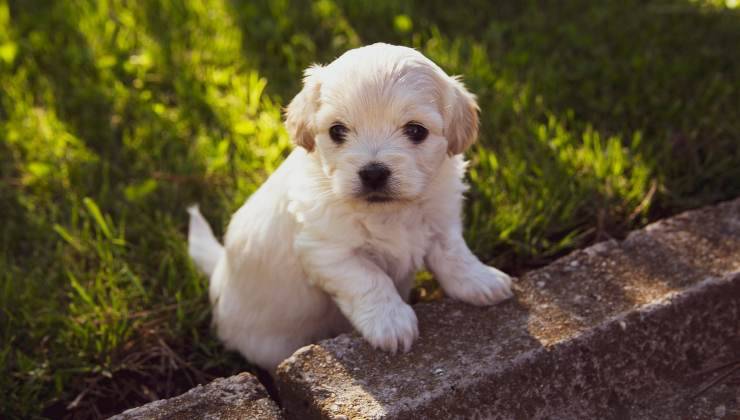 Cucciolo cane bianco all'aperto ascolta abbaiare 