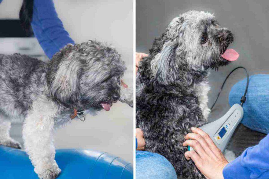 problemi muscolari nel cane