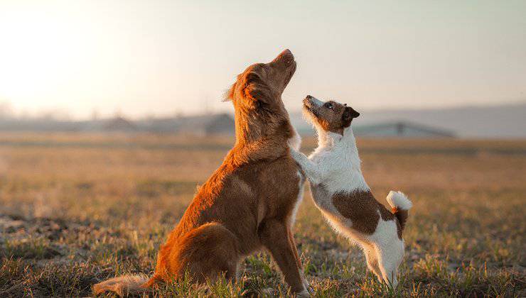 due cani nei prati