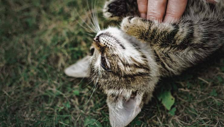 gatto a terra svenuto