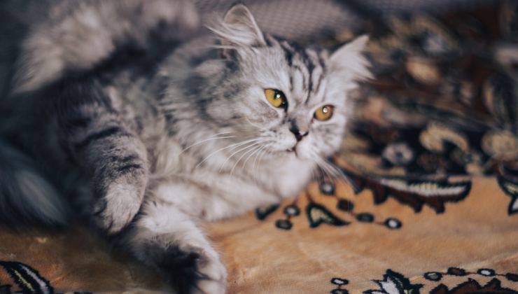 Gatto affettuoso fa la pasta