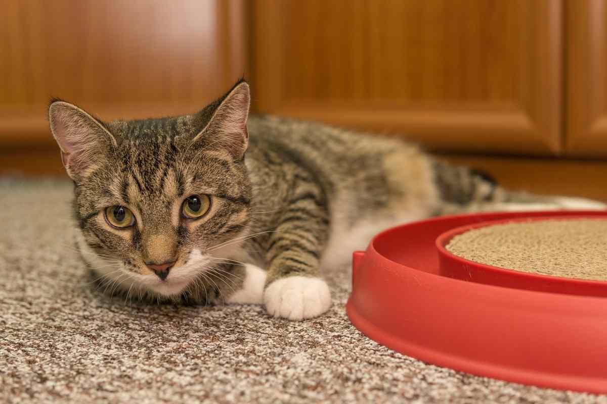 Gatto vicino a giochi per gatti