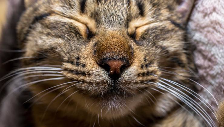 gatto con occhi chiusi