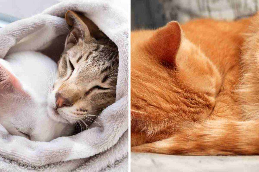 gatto che riposa coprendo naso