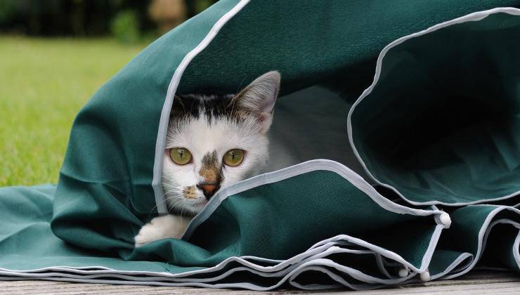 gatto gioca da solo 