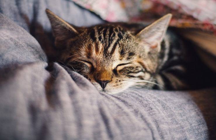 Col freddo il gatto è più letargico