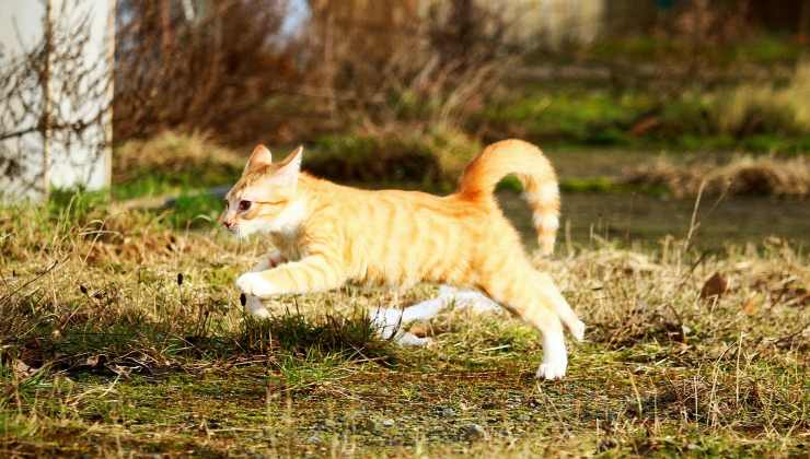 Gattino rosso corre 
