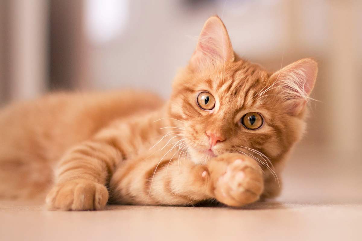 Gatto rosso