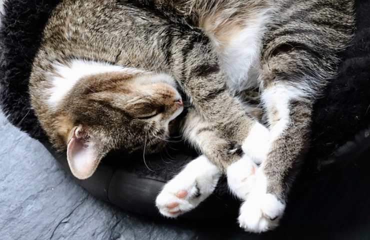 Col freddo il gatto è più letargico
