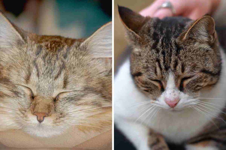 gatto accarezzato con gli occhi chiusi