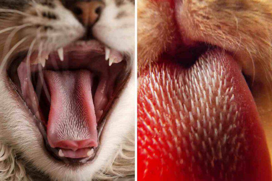 i morsi che il gatto da alla lingua