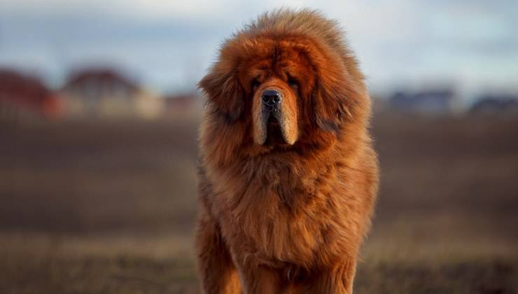 Mastino tibetano 