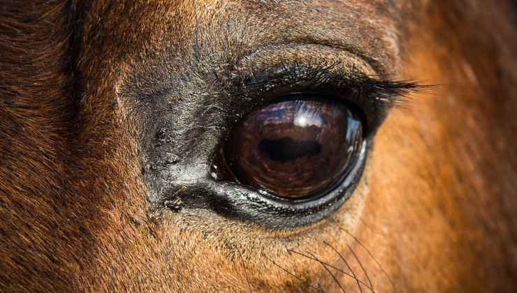 occhio cavallo marrone
