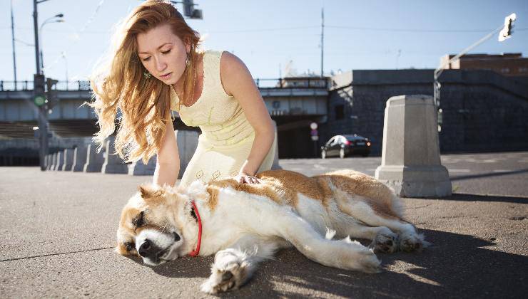 donna accanto al cane collassato