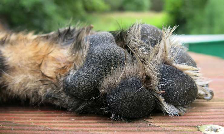 zampa di cane con cuscinetti secchi screpolatura
