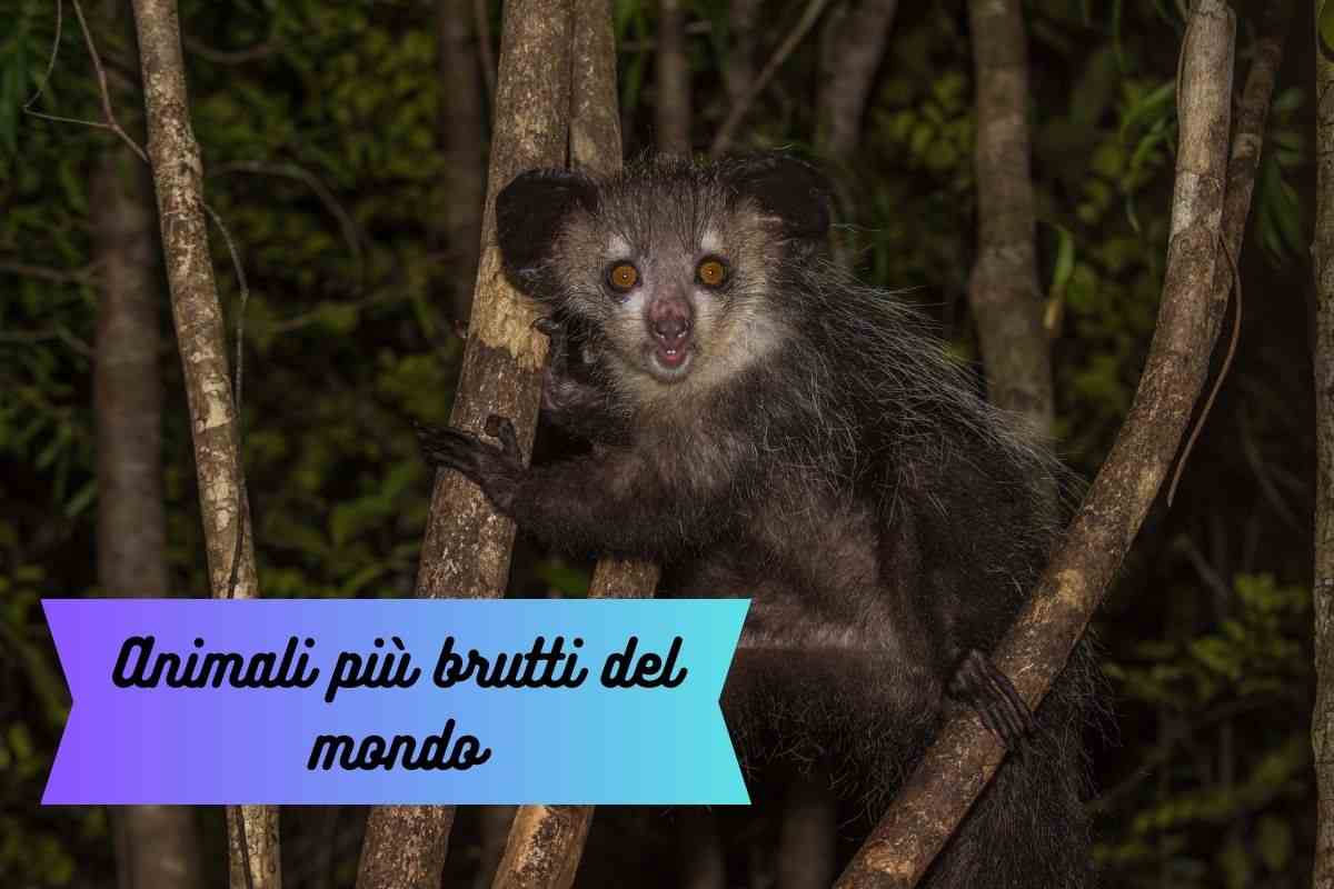 L'aya aya un primate del Madagascar l'animale più brutto del mondo