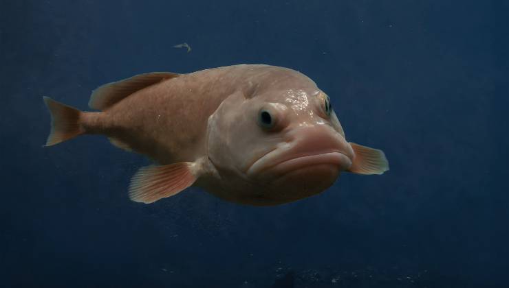 Pesce blob un pesce rosa dalle grandi labbra uno degli animali più brutti