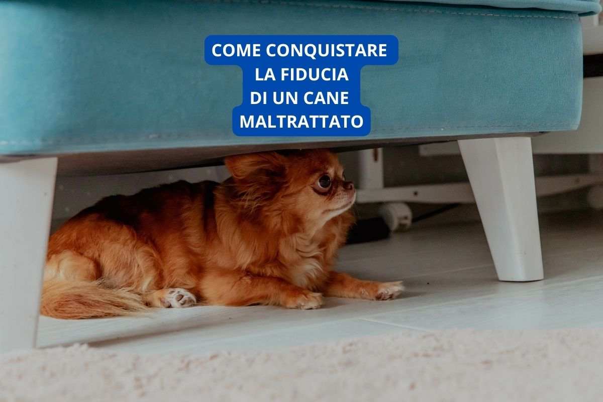 cagnolino si nasconde in attesa di dare fiducia