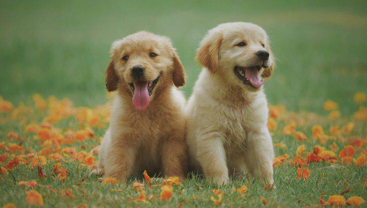 Cagnolini
