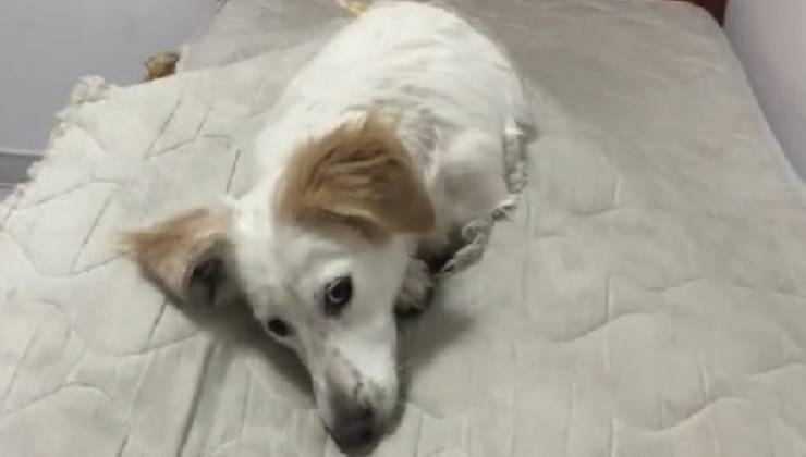 Pituco con espressione dolce