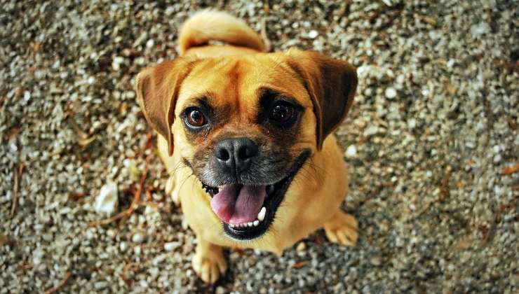 cane con espressione felice 