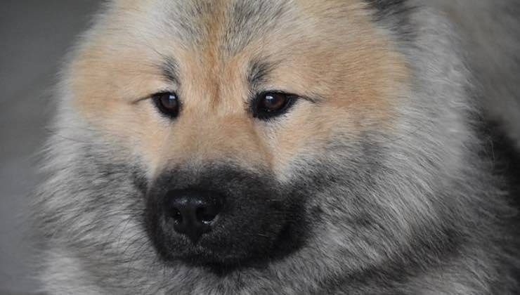 Cane dal naso nero e dagli occhi marroni